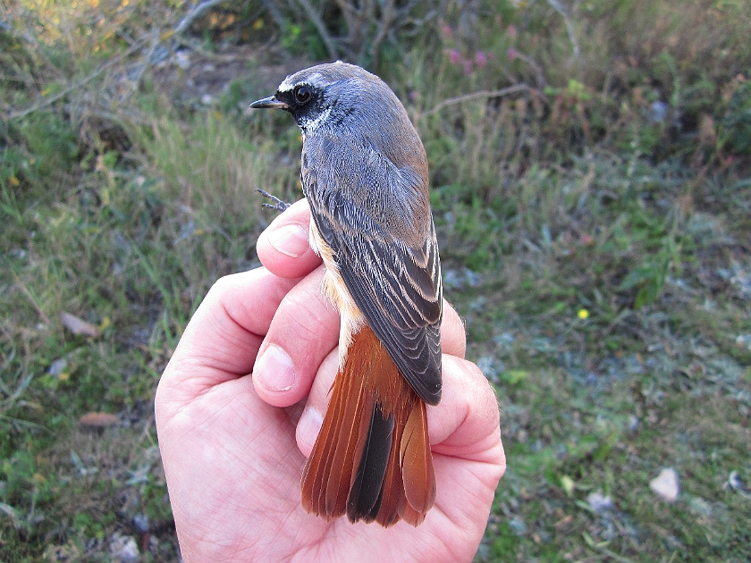 Common Redstart, Sundre 20120829